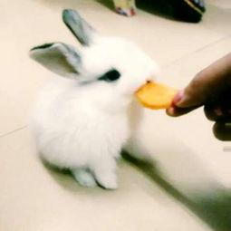 娱乐吃瓜小兔兔