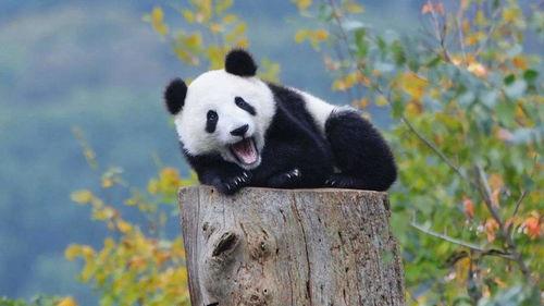 熊猫娱乐吃瓜酱